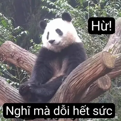 Meme dỗi vui lan nhanh trên TikTok với mặt mèo phồng má