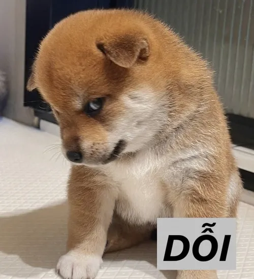 Tổng hợp meme dỗi đáng yêu nhất mùa này