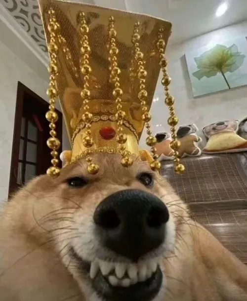 Meme troll bựa biểu cảm cực chuẩn kiểu “đã hết chịu nổi”.