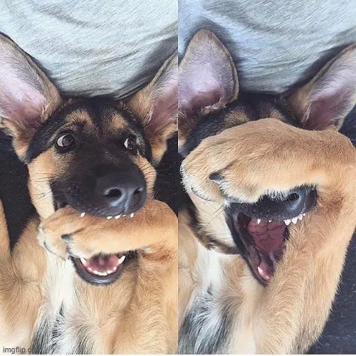 Hình troll ngại ngùng khi bị crush bắt gặp ánh mắt