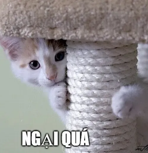 Meme mèo xấu hổ biểu cảm “trời ơi nuốt con đi”