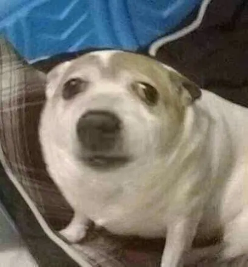 Ảnh meme hoang mang và những khoảnh khắc không thể lý giải