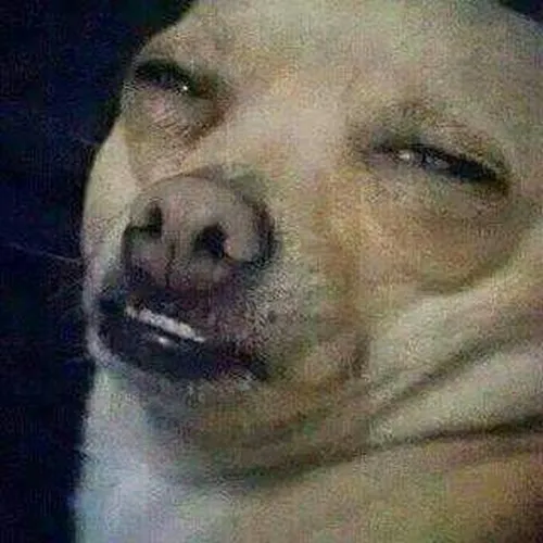 Hình chế meme vui biểu cảm bất lực nhẹ