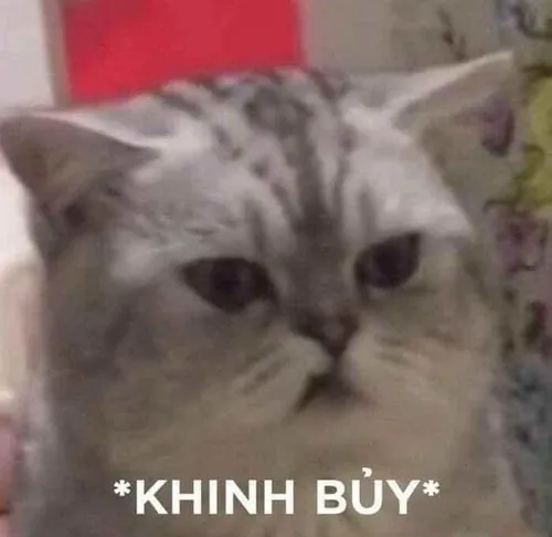 57 Meme mèo với ánh mắt khinh thường vô hồn