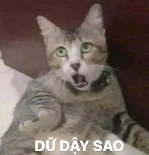 56 Meme hài gương mặt mèo ngạo nghễ pha chút duyên