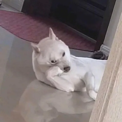 64 Meme chế ánh nhìn nửa giây chí mạng