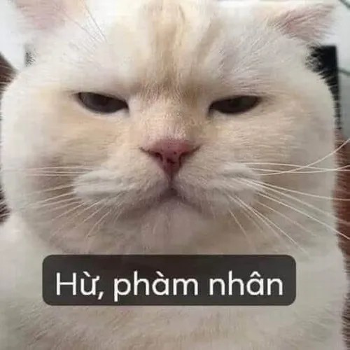 3 Bộ meme mèo khinh bỉ khiến dân mạng vừa cười vừa thấm