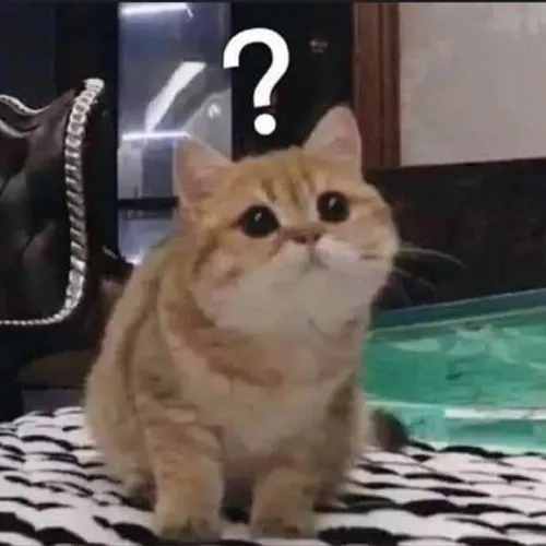 Hình chế mèo gương mặt ngáo ngơ cực đáng yêu