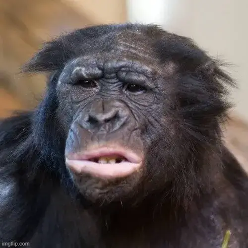 Meme khỉ đen biểu cảm vò đầu bứt tai ngơ ngác