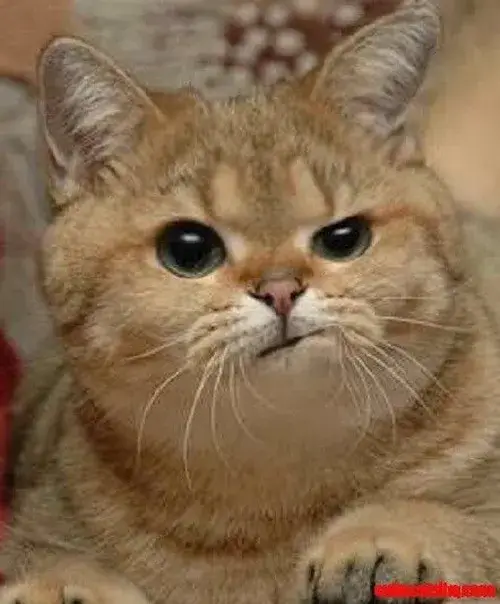 Meme chế cảnh mèo “treo não” khi không hiểu bài giảng