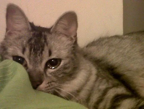 Meme mèo hờn nhẹ mà ai cũng share.