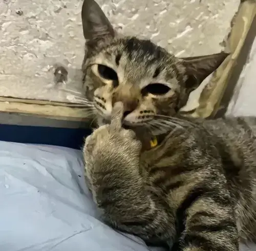 Meme vui mèo giận đáng yêu quá trời.