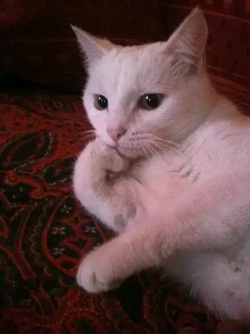 Meme hài mèo giận hờn nhìn là thương.