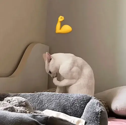 Meme hài mèo phụng phịu cực viral.