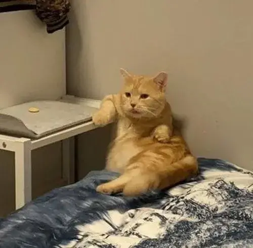 Ảnh troll mèo giận hờn cực hài.