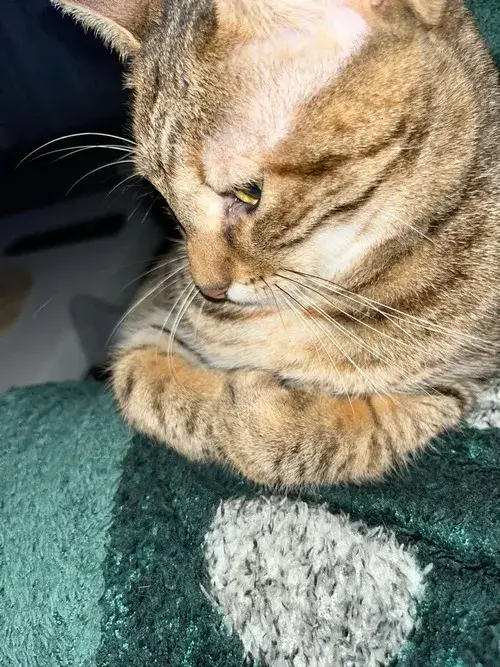 Meme chế boss dỗi vì sen quên snack yêu thích