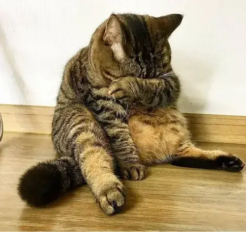 Ảnh troll mèo giận hờn cực hot.