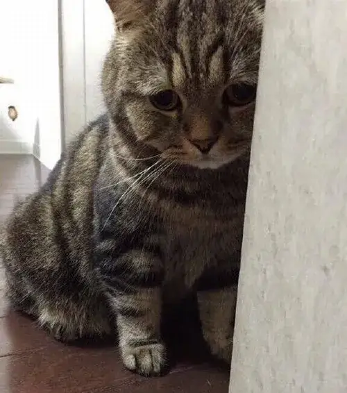 Meme hài mèo dỗi khiến ai cũng cười.