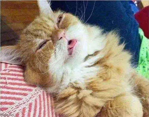 Ảnh troll hoàng thượng cute ngủ trên người chủ đang làm việc.