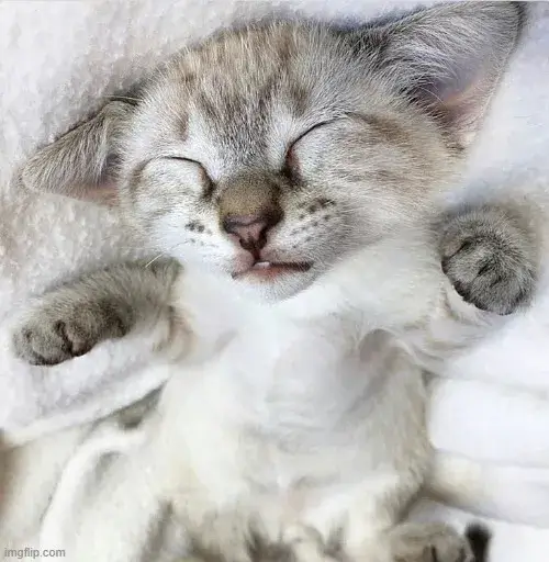 Meme hài boss ngủ ngon cute khi xem phim dài.