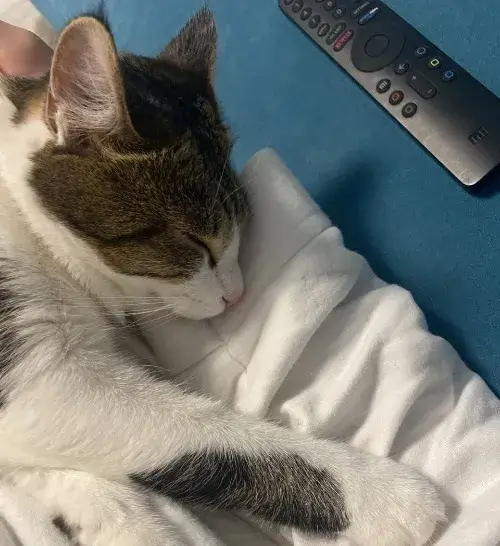 Ảnh vui mèo ngủ uể oải, caption “ngủ cũng là đam mê”.