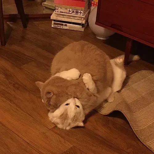 Hình troll mèo nằm nhoài bàn phím TikTok.