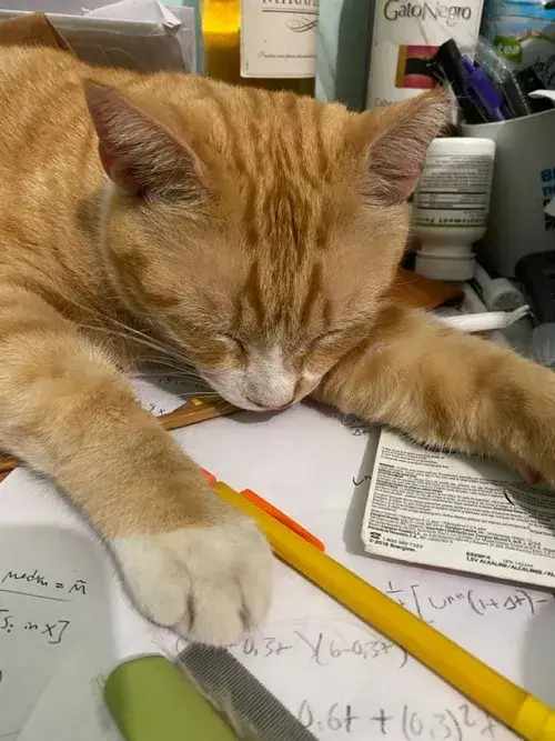 Bộ ảnh meme mèo ngủ say khiến dân mạng cười xỉu vì quá đáng yêu