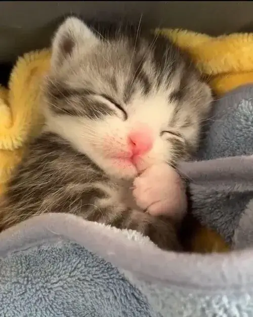 Ảnh troll boss ngủ chảy nước miếng bị chủ troll