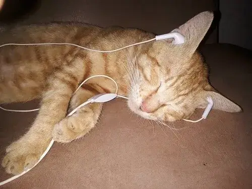 Top meme mèo ngủ ngon cực chill giúp bạn cười thư giãn nhẹ nhàng