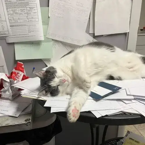 Meme mèo ngủ siêu dễ thương, biểu tượng của sự bình yên hài hước