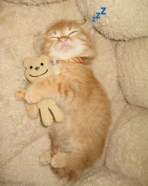 Meme hài mèo ngủ say ngáy khò khò