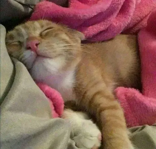 Ảnh chế mèo ngủ song song chủ giữa trưa oi ả.