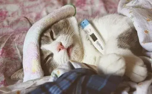 Ảnh troll boss ngủ mộng mị trong ánh sáng mờ.