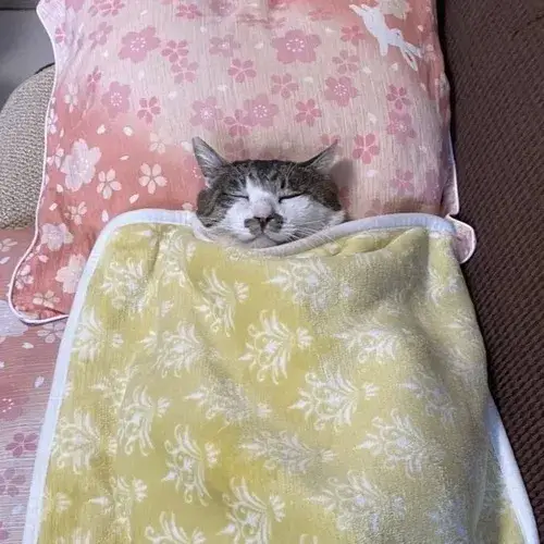 Dáng ngủ mèo và thông điệp "mệt thì nghỉ" của GenZ