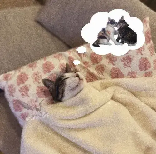 Mèo ngủ ngon trong chăn – khoảnh khắc nhỏ lan tỏa năng lượng dễ thương