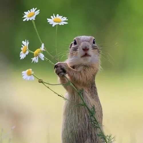 Ảnh vui tặng hoa hướng dương sáng rực rỡ