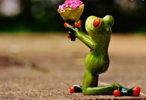 120+ Meme Tặng Hoa cute với hành động lãng mạn qua lăng kính meme hài hước