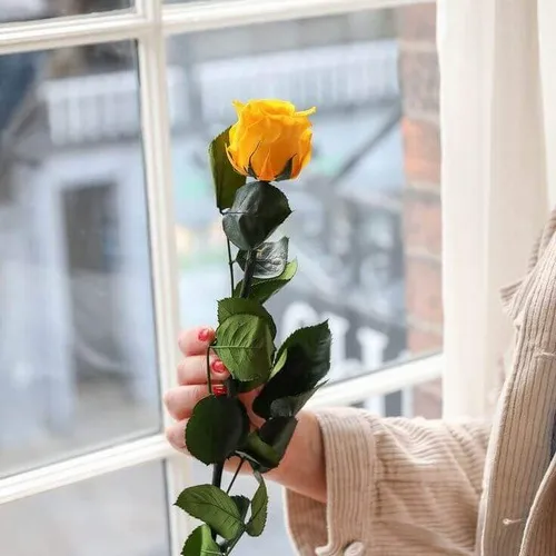 Meme vui khoảnh khắc hoa thay lời nói chân thành