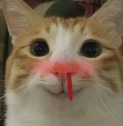 40+ ảnh Xịt Máu Mũi Meme phản ứng hài hước trước cái đẹp bỏng mắt