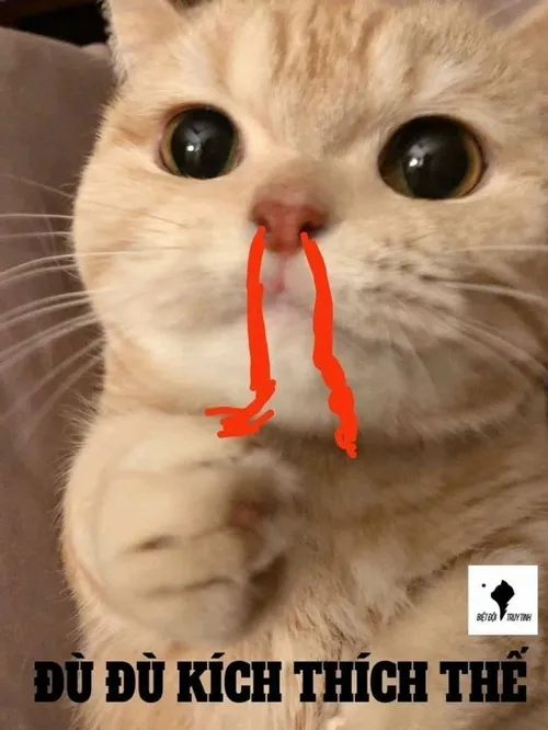 Meme mèo xịt máu mũi biến ham muốn thành trò đùa dễ thương