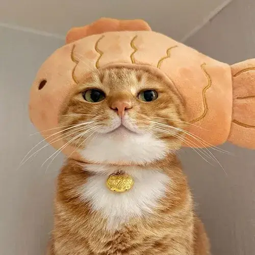 Ảnh chế mèo mướp ngồi vắt chân trông như ông cụ non.