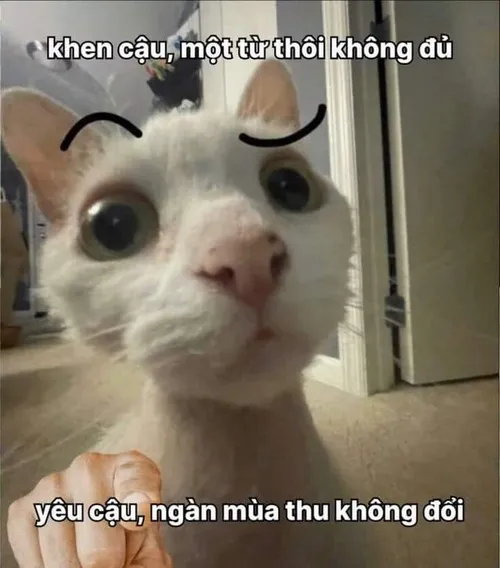 Meme chế mèo bựa giả bộ ngạc nhiên siêu buồn cười.