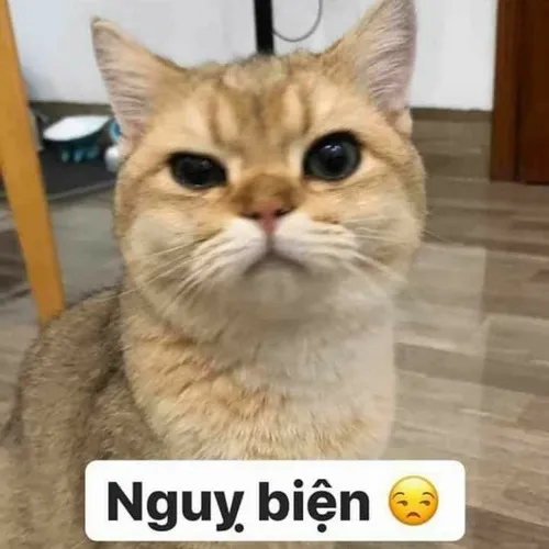 Ảnh troll mèo lười nằm ườn như ông hoàng trong nhà.