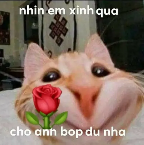 Meme hài mèo bựa liếc mắt siêu đanh đá, nhìn mà tức.