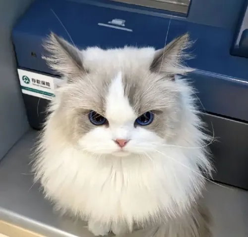 Ảnh chế mèo đáng yêu với đôi mắt to lấp lánh