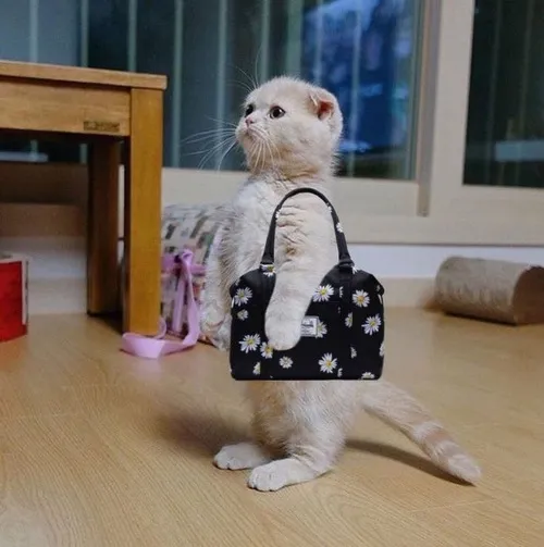 Hình chế vui mèo lim dim ngủ trôẢnh vui mèo cưng xỉu khiến ai cũng tan chảy.ng đáng yêu cực độ