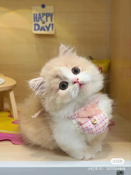 Meme vui mèo nhỏ nũng nịu nhìn sen đòi ăn cá