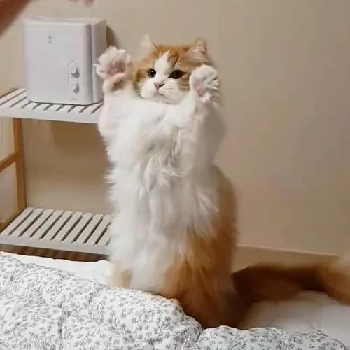 Meme hài mèo nhỏ làm mặt lạnh mà vẫn siêu cute