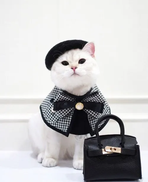 Meme mèo cute kiểu “em sai rồi mà tha đi”