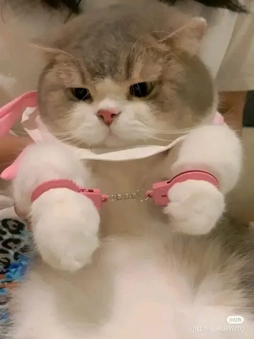 Meme vui boss nhỏ chui trong hộp giấy nhìn cưng hết sảy